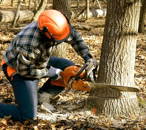Tree Removal in Chester Gap, VA